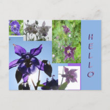 Aquilegia Collage Cust. Text- och BG-HEJ vykort