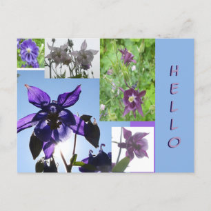 Aquilegia Collage Cust. Text- och BG-HEJ vykort