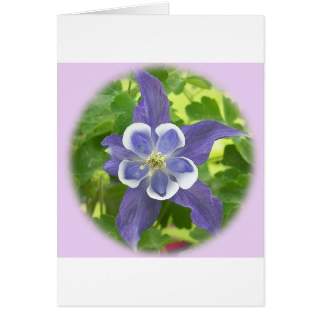 Aquilegia Columbine Flower Card Hälsningskort (Framsidan)