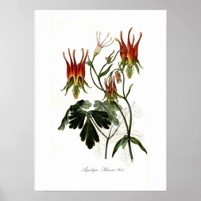 Aquilegia fleria poster (Framsidan)