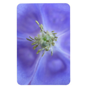Aquilegia Flower Premium Magnet