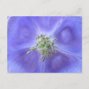 Aquilegia Flower vycard Vykort