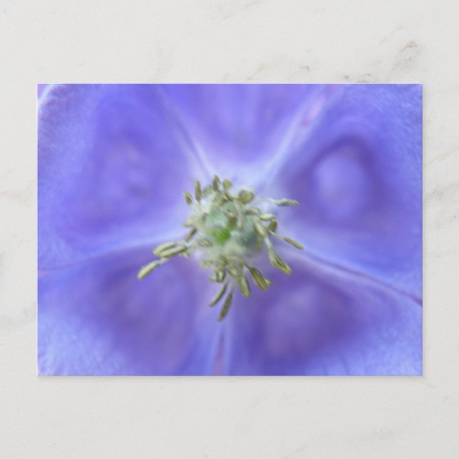 Aquilegia Flower vycard Vykort (Framsida)