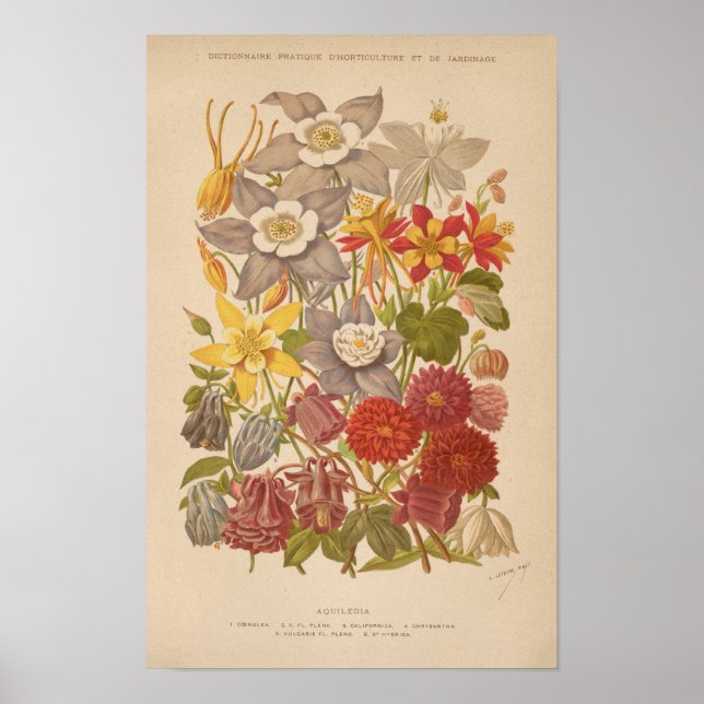 Aquilegia | George Nicholson Poster (Framsidan)