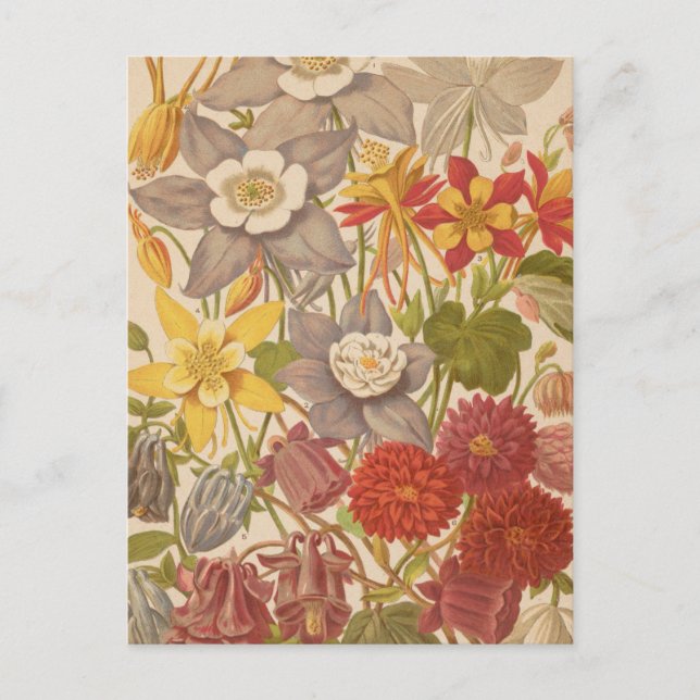 Aquilegia | George Nicholson Vykort (Framsida)