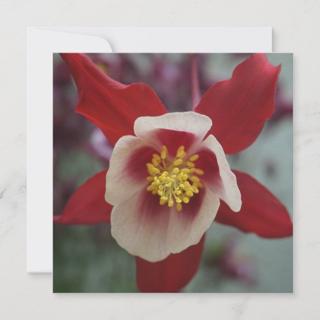 Aquilegia Grannys Bonnet, Columbine Greeting Card Kort (Framsida)