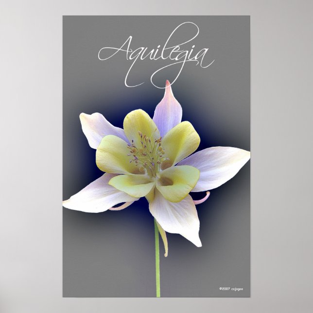 Aquilegia Poster (Framsidan)