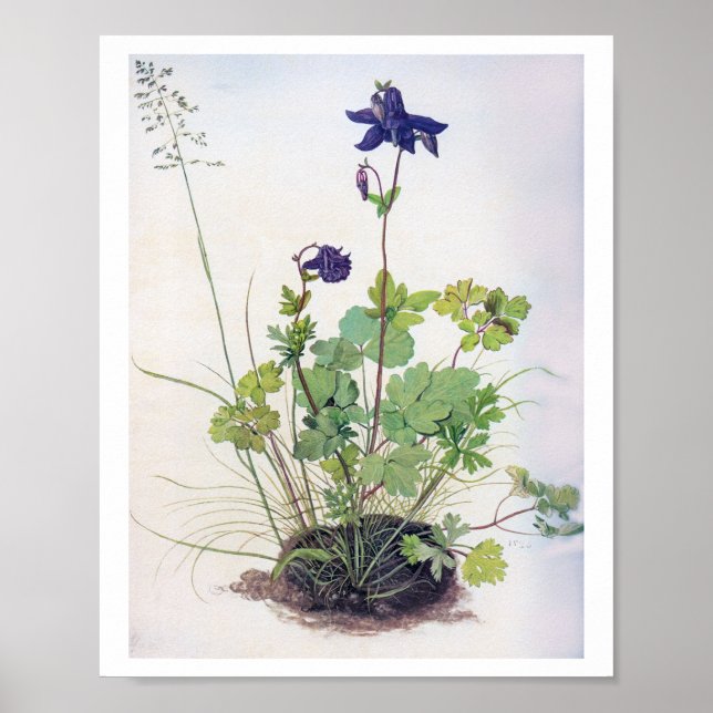 Aquilegia vulgaris Flower, Albrecht Durer Poster (Framsidan)
