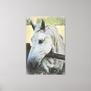 *~* AR22 White Horse over Fence Equine Canvastryck