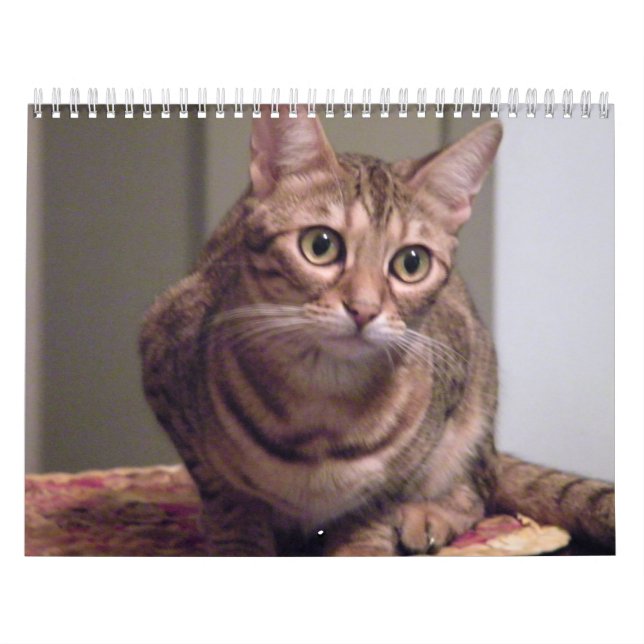 År av den Bengal katten Kalender (Omslag)