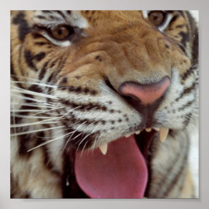 År av tigeraffischtrycket poster