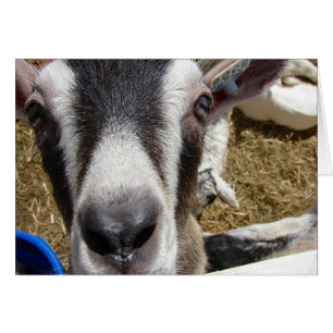 Är det där kameramateriet? hälsningskort