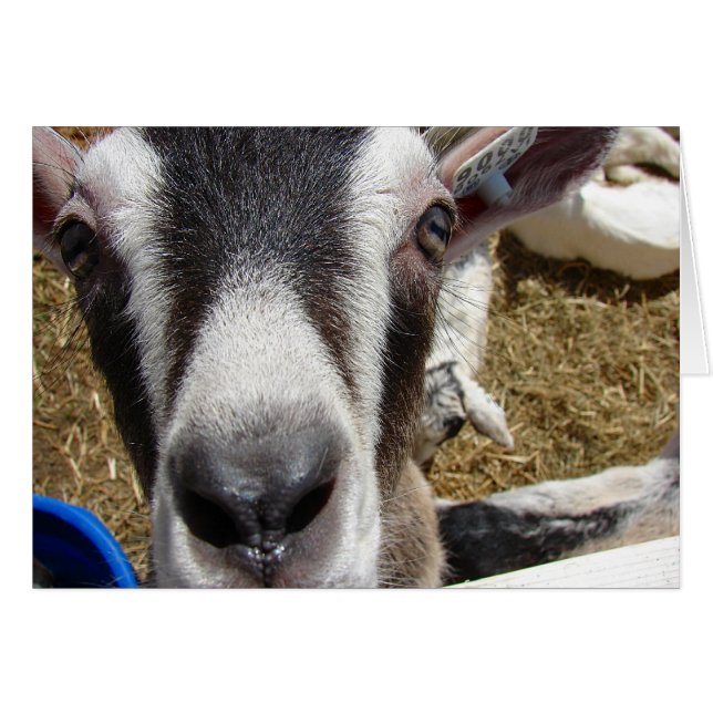 Är det där kameramateriet? hälsningskort (Framsidan Horizontal)