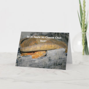 Är det säkert än? Bearded Dragon Kort