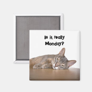 Är det Verkligen måndag? Funny Abyssinian Cat Meme Magnet