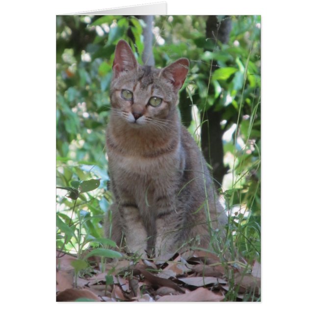 Är du talkin till mig? - TBD-serie OBS Kort (Framsidan)