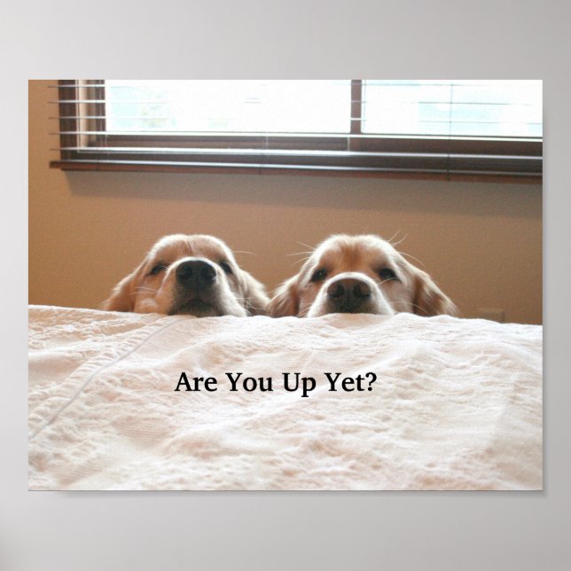Är du uppe än? Golden Retriever Poster (Framsidan)