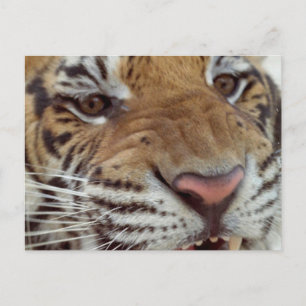 År för tigerkortet helg vykort