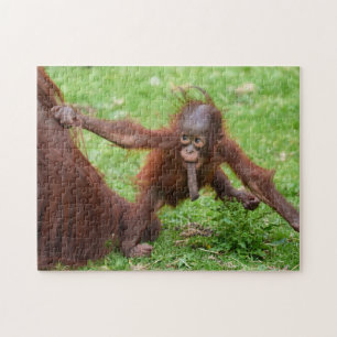Är jag söt - Orangutangbaby med mamma Pussel