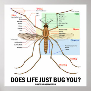 Är Livet bara Kryp dig? (Mosquito Anatomy) Poster