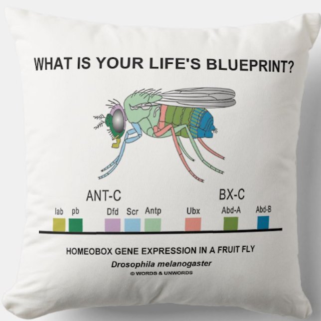 Är vad ditt liv ritning? (Homeoboxgener) Kudde (Throw pillow featuring the Hox genes of the fruit fly along with the existential biological query)