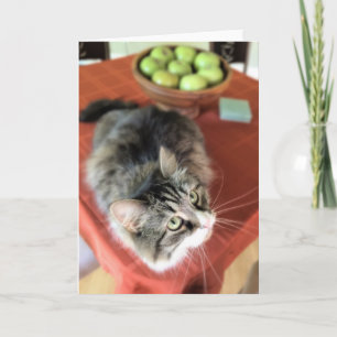 Är vad ett stilleben? Den Siberian katten noterar Kort