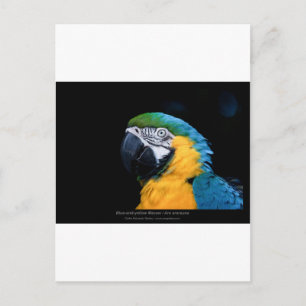 Ara arauna - Blue-and-gult Macaw 01 Vykort