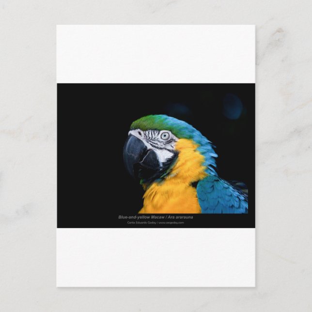 Ara arauna - Blue-and-gult Macaw 01 Vykort (Framsida)