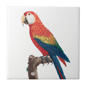 Ara Canga Parrot Kakelplatta