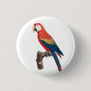 Ara Canga Parrot Knapp