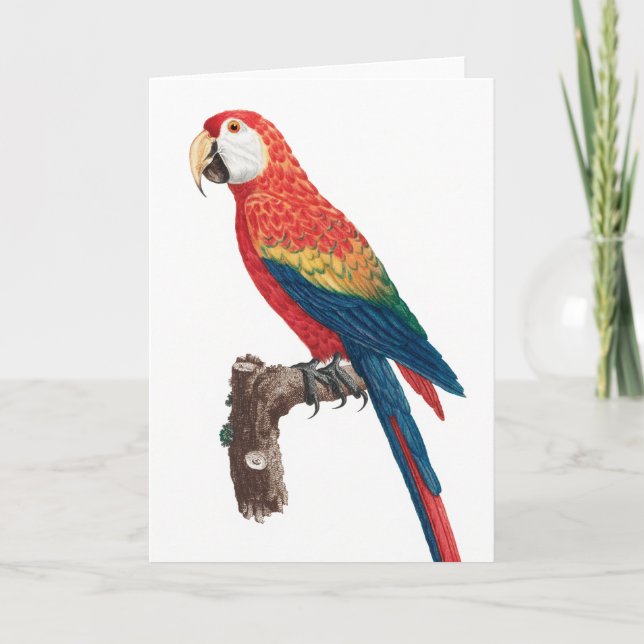 Ara Canga Parrot Kort (Framsida)