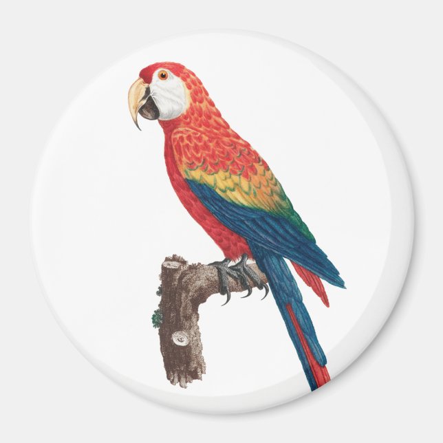 Ara Canga Parrot Magnet (Framsidan)