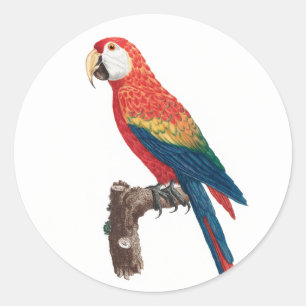 Ara Canga Parrot Runt Klistermärke