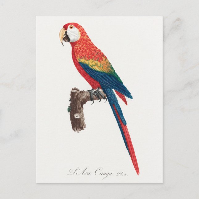 Ara Canga Parrot Vykort (Framsida)