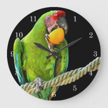 Ara Militaris Grönt Parrot