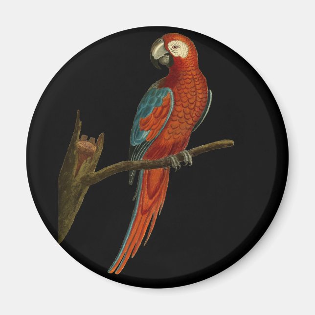 Ara parrot magnet (Framsidan)