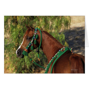 Arab Horse Headshot with Bridle Hälsningskort