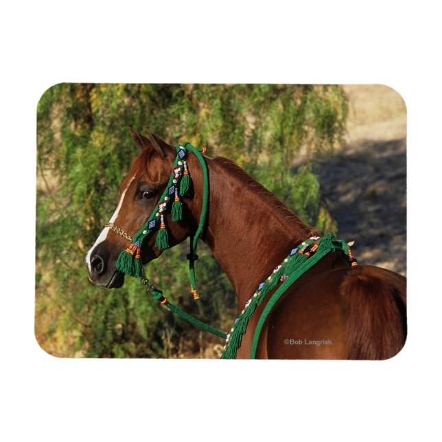 Arab Horse Headshot with Bridle Magnet (Horisontell)