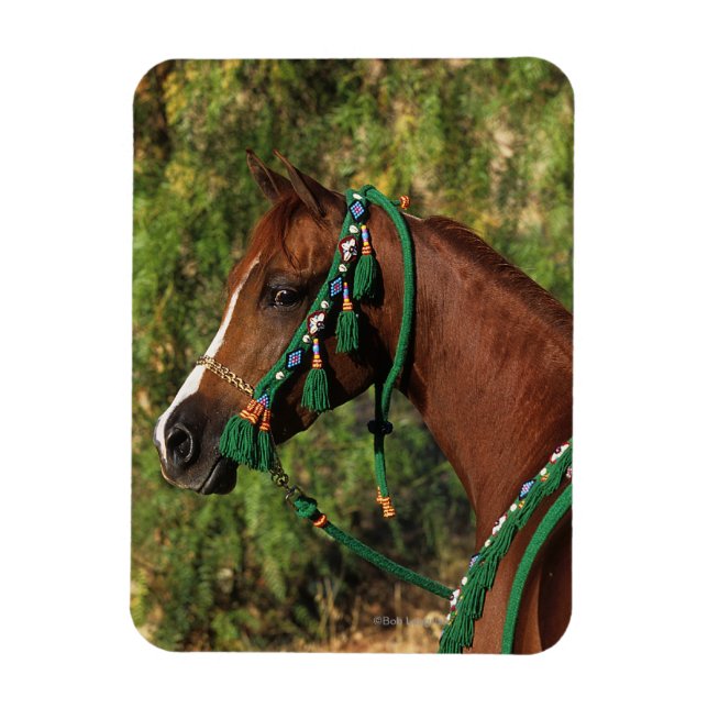 Arab Horse Headshot with Bridle Magnet (Vertikal)