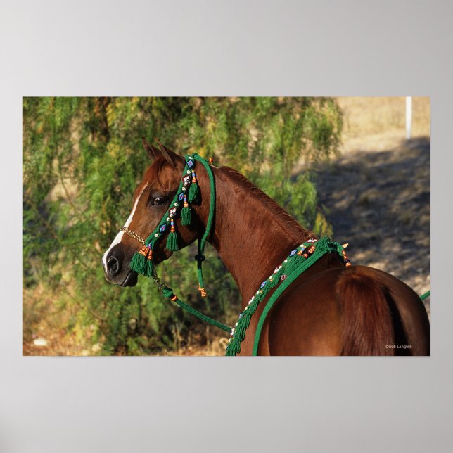Arab Horse Headshot with Bridle Poster (Framsidan)