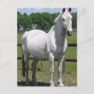 Arab Horse Postcard Vykort