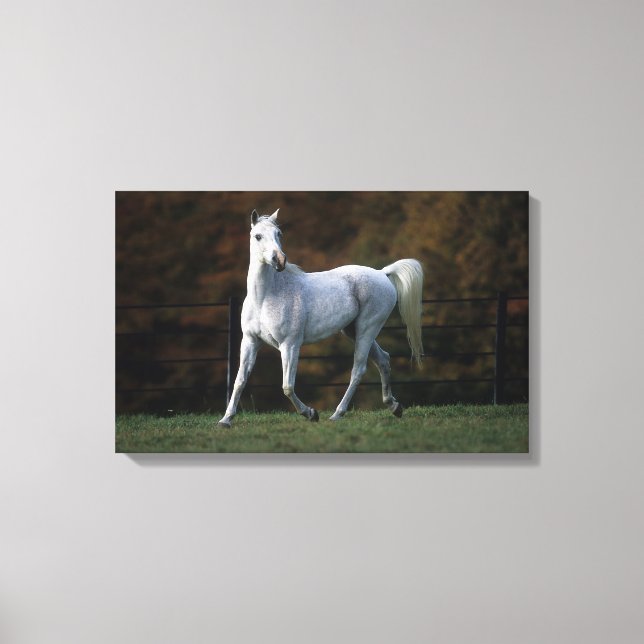 Arab Horse Running 1 Canvastryck (Framsida)