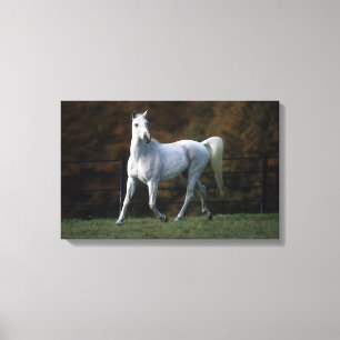 Arab Horse Running 1 Canvastryck