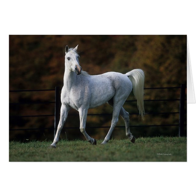 Arab Horse Running 1 Hälsningskort (Framsidan Horizontal)