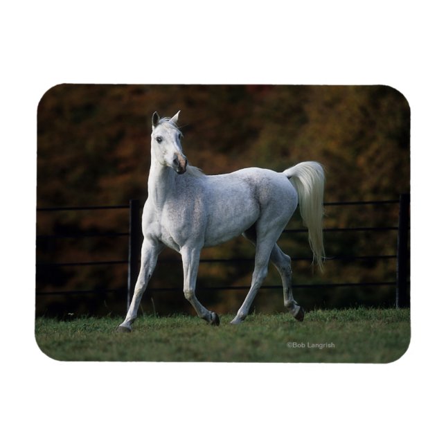 Arab Horse Running 1 Magnet (Horisontell)