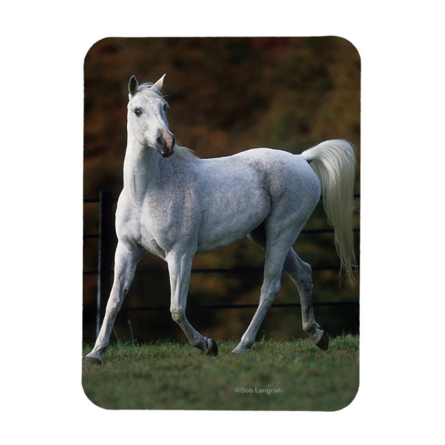 Arab Horse Running 1 Magnet (Vertikal)