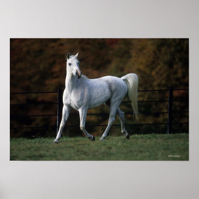 Arab Horse Running 1 Poster (Framsidan)