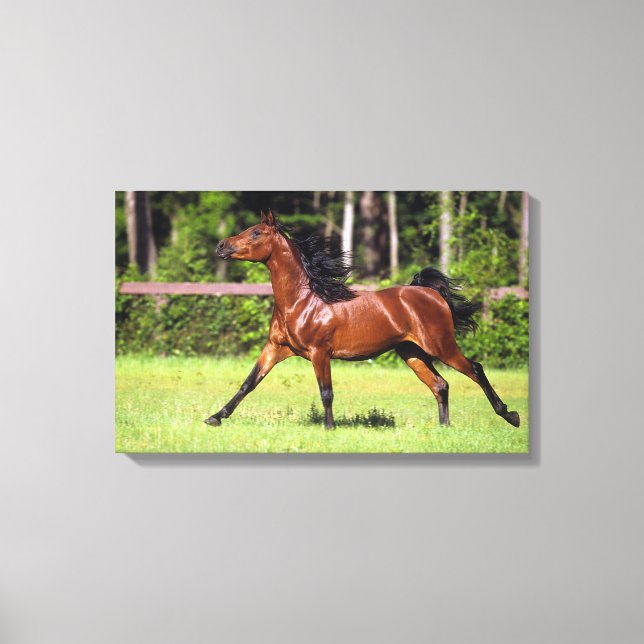 Arab Horse Running 2 Canvastryck (Framsida)