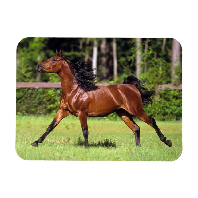 Arab Horse Running 2 Magnet (Horisontell)