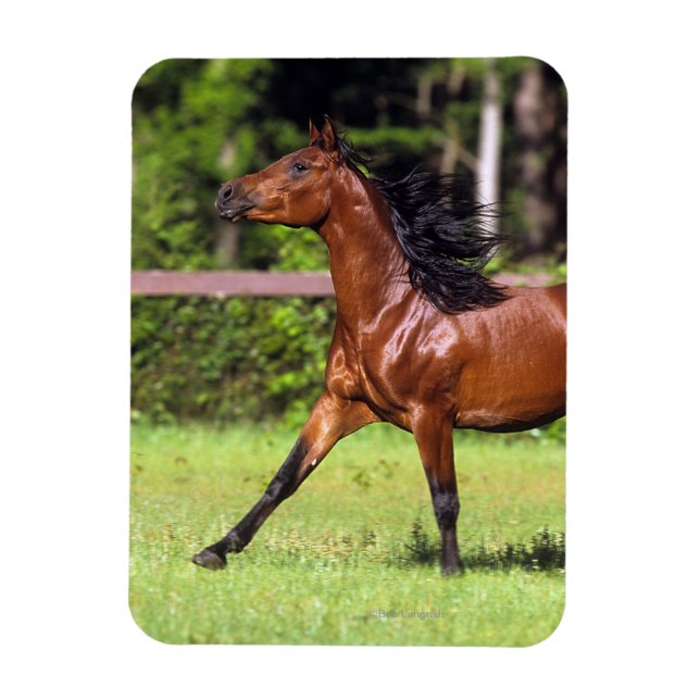 Arab Horse Running 2 Magnet (Vertikal)